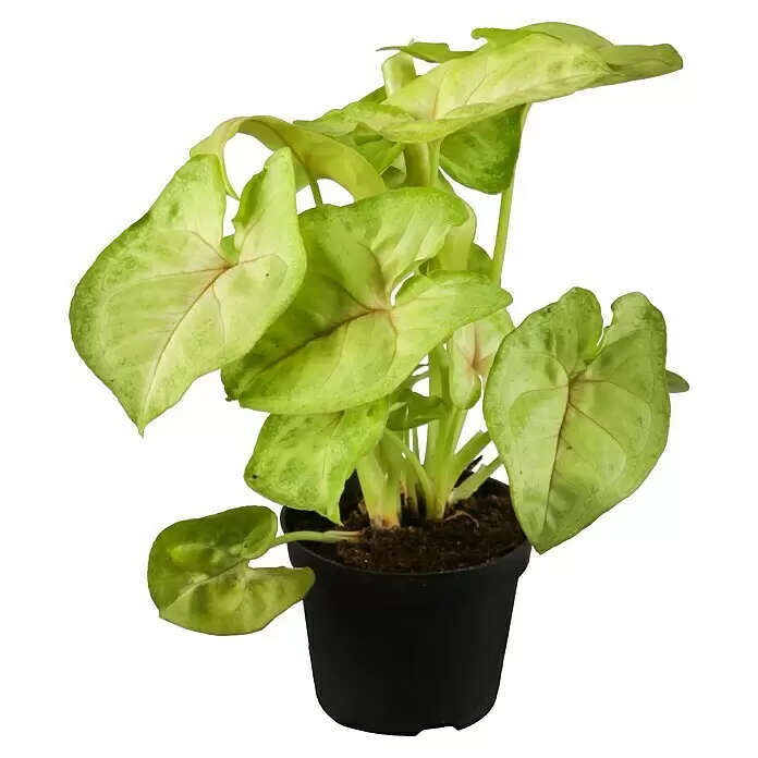 Piardino Purpurtute in SortenSyngonium podophyllum