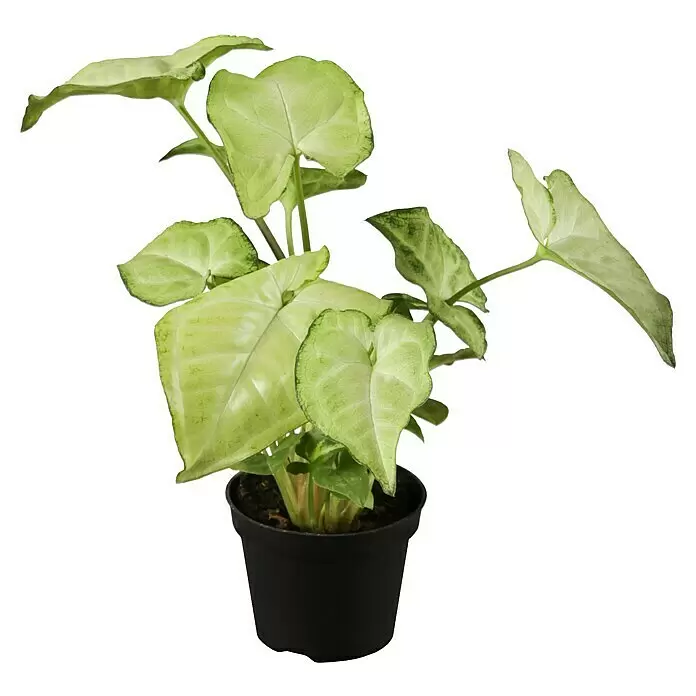 Piardino Purpurtute in SortenSyngonium podophyllum