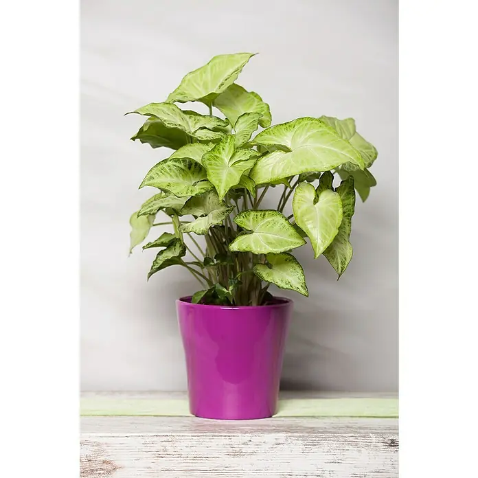 Piardino Purpurtute in SortenSyngonium podophyllum - Helle Syngonium Zimmerpflanze in einem farbigen, pinken Topf, ideal für die Dekoration von Innenräumen und Büros. Sie bringt ein frisches Ambiente.