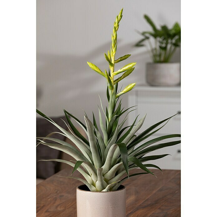 Piardino Tillandsie (Tillandsia oerstediana, Topfgröße: 12 cm, Gelb) | BAUHAUS