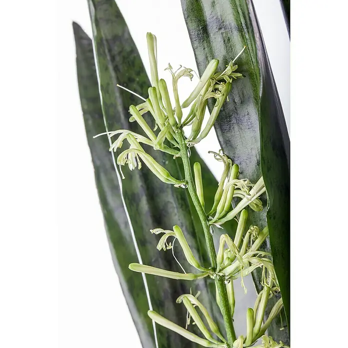 Piardino Sansevieria - Sansevieria zeylanica, Tamaño de maceta: 17 cm, Verde/Blanco - Primer plano de una planta de Sansevieria en flor que muestra sus delicadas espigas de flores blanquecinas entre las hojas verdes.