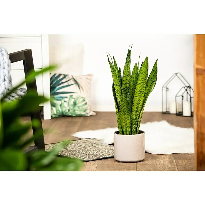 Piardino Sansevieria - Sansevieria zeylanica, Tamaño de maceta: 17 cm, Verde/Blanco - Un interior elegante con una planta Sansevieria en una maceta elegante, que aporta un toque de verdor al espacio y complementa la decoración moderna.