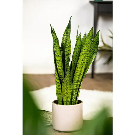 Piardino  Sansevieria