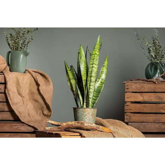 Piardino Sansevieria - Sansevieria zeylanica, Tamaño de maceta: 17 cm, Verde/Blanco - Planta de interior Sansevieria en una maceta adornada, dispuesta con elementos decorativos sobre cajas de madera frente a un fondo gris.