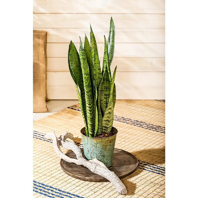 Piardino Sansevieria - Sansevieria zeylanica, Tamaño de maceta: 17 cm, Verde/Blanco - La imagen muestra una planta de serpiente en una maceta sobre una mesa, junto a una pieza decorativa de madera. Una planta de interior preciosa.