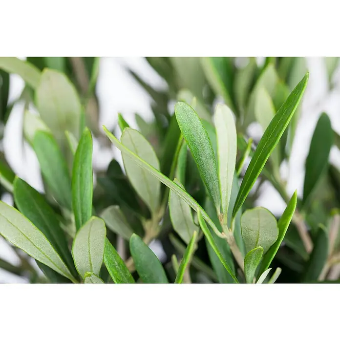 Piardino Olivenbaum - Olea europaea Florida, Topfgröße: 35 cm - Nahaufnahme von hellgrünen Olivenbaumblättern mit erkennbarer Blattstruktur und einem hellen Hintergrund, der die frische Farbe hervorhebt.