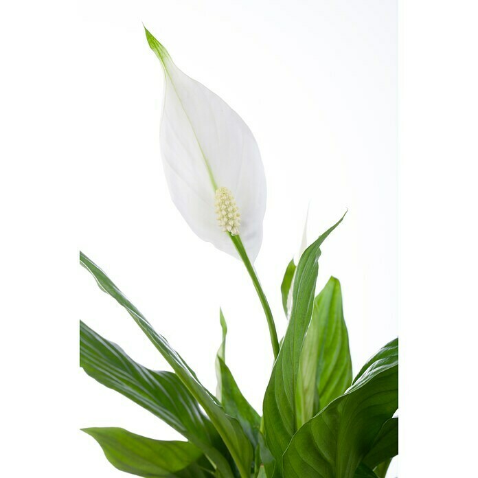 Spathiphyllum floribundum 24 mit Blueten