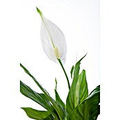 Spathiphyllum floribundum 24 mit Blueten