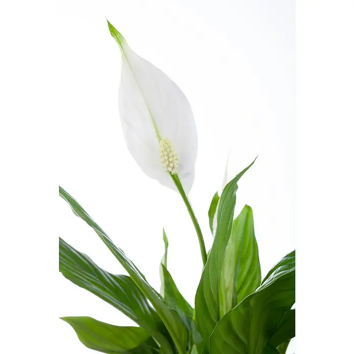 Piardino EinblattSpathiphyllum floribundum 'Lauretta', Topfgröße: 24 cm, Weiß - Nahaufnahme einer Zimmerpflanze mit einer eleganten weißen Blüte und saftig grünen Blättern, die eine beruhigende Atmosphäre ausstrahlt.