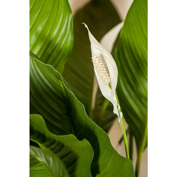 Piardino EinblattSpathiphyllum floribundum 'Lauretta', Topfgröße: 24 cm, Weiß - Nahaufnahme einer blühenden Friedenslilie mit ihren markanten weißen Blütenblättern und dem hellen Kolben.