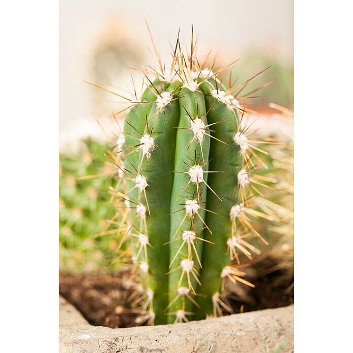 Piardino Säulenkaktus (Cereus repandus, Topfgröße: 11 cm) | BAUHAUS