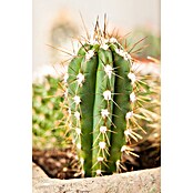 Piardino Säulenkaktus (Cereus repandus, Topfgröße: 11 cm) | BAUHAUS