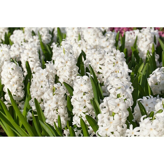 Piardino Frühlingsblumenzwiebeln (Hyacinthus/Narcissus/Tulipa/Muscari, Mehrjährig, Topfgröße: 12 cm) | BAUHAUS