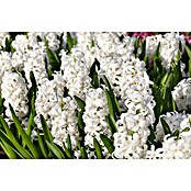 Piardino Frühlingsblumenzwiebeln (Hyacinthus/Narcissus/Tulipa/Muscari, Mehrjährig, Topfgröße: 12 cm) | BAUHAUS