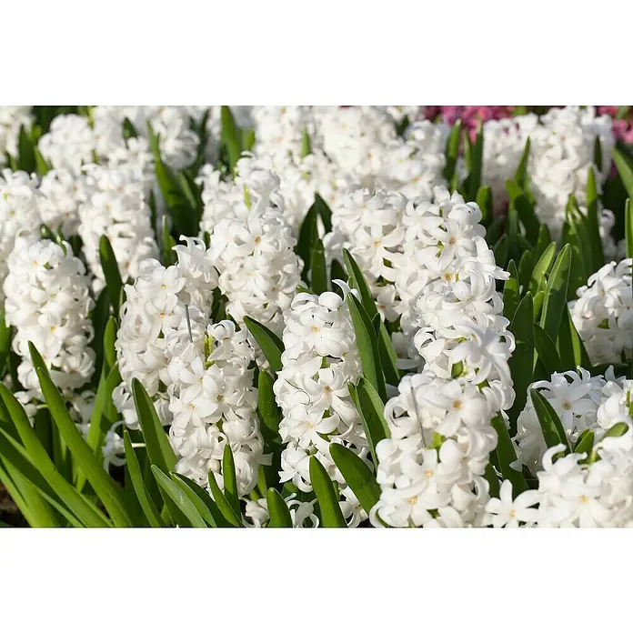 Piardino Frühlingsblumenzwiebeln - Hyacinthus/Narcissus/Tulipa/Muscari, Mehrjährig, Topfgröße: 12 cm - Nahaufnahme von weißen Hyazinthenblüten, die dichte, duftende Blütenstände und grüne Blätter zeigen.\n
