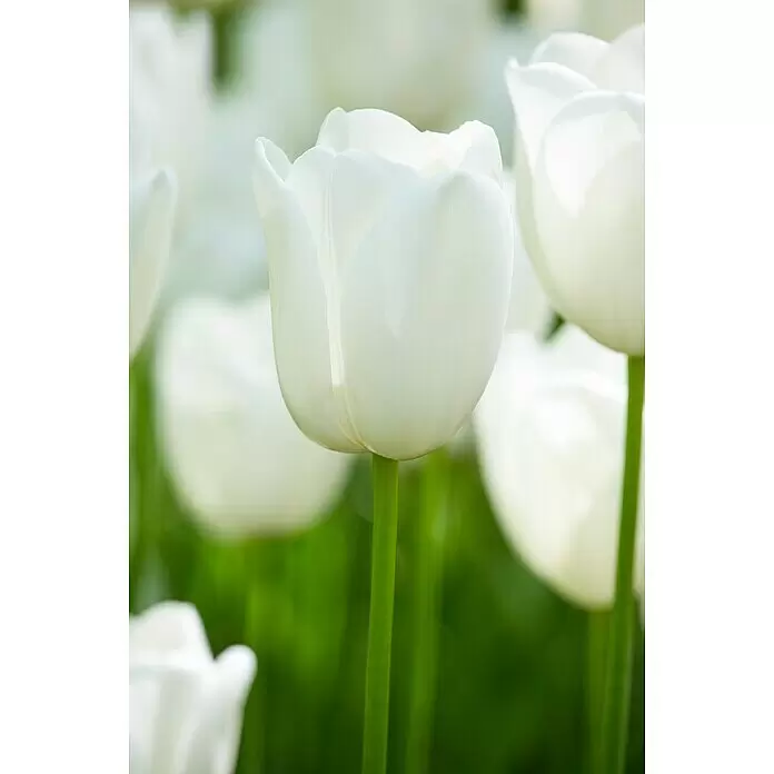 Piardino Frühlingsblumenzwiebeln - Hyacinthus/Narcissus/Tulipa/Muscari, Mehrjährig, Topfgröße: 12 cm - Detailaufnahme