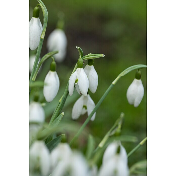 Piardino Frühlingsblumenzwiebeln (Hyacinthus/Narcissus/Tulipa/Muscari, Mehrjährig, Topfgröße: 12 cm) | BAUHAUS