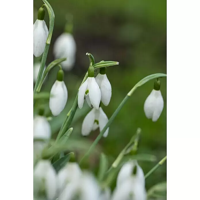Piardino Frühlingsblumenzwiebeln - Hyacinthus/Narcissus/Tulipa/Muscari, Mehrjährig, Topfgröße: 12 cm - Detailaufnahme