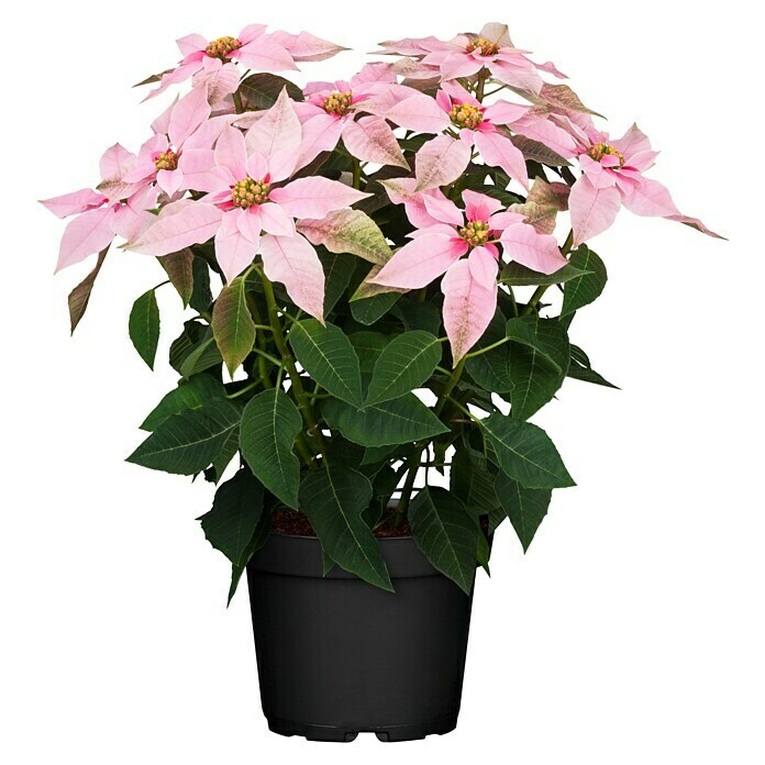 Piardino Weihnachtsstern Princettia (Euphorbia pulcherrima 'Princettia® Soft Pink', Blütenfarbe: Hellrosa beglittert, Topfgröße: 13 cm) | BAUHAUS