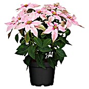 Piardino Weihnachtsstern Princettia (Euphorbia pulcherrima 'Princettia® Soft Pink', Blütenfarbe: Hellrosa beglittert, Topfgröße: 13 cm) | BAUHAUS