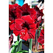 Piardino Amaryllis (Hippeastrum, Rot) | BAUHAUS