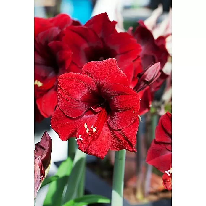 Piardino AmaryllisHippeastrum, Rot