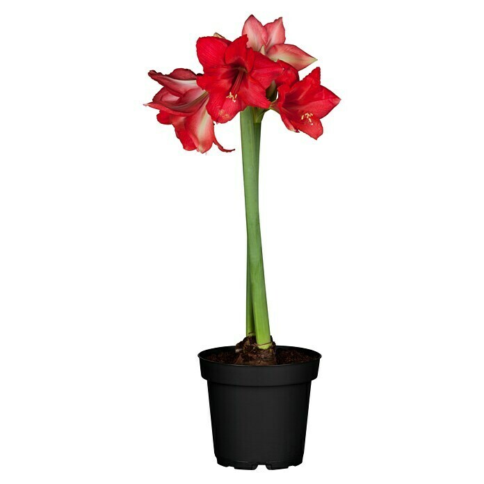 Piardino Amaryllis (Hippeastrum, Rot) | BAUHAUS