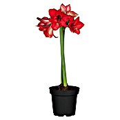 Piardino Amaryllis (Hippeastrum, Rot) | BAUHAUS