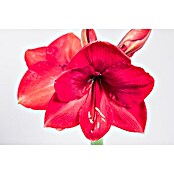 Piardino Amaryllis (Hippeastrum, Rot) | BAUHAUS