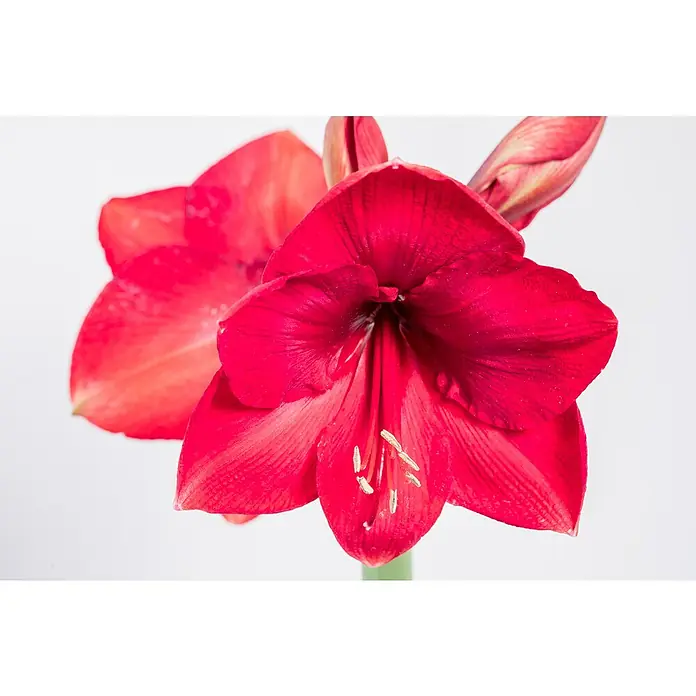 Piardino AmaryllisHippeastrum, Rot - Nahaufnahme von leuchtend roten Amaryllisblüten mit filigranen Details und einem sanften, weißen Hintergrund, der die Farben hervorhebt.
