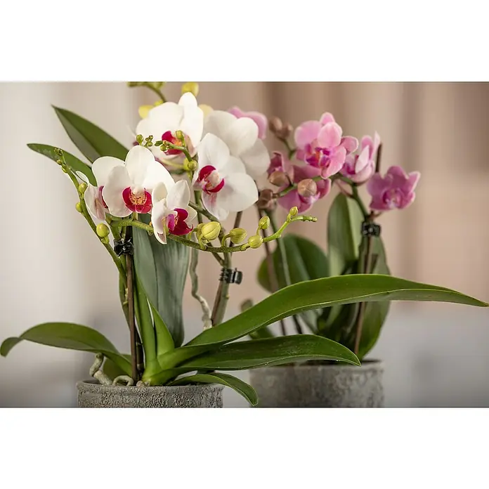 Piardino Schmetterlingsorchidee - Phalaenopsis Midi, Topfgröße: 9 cm, Rosa/Weiß/Hellgelb/Dunkelrot/Pink, Aufrecht - Nahaufnahme von weißen und rosafarbenen Orchideen in grauen Töpfen, die die zarte Schönheit und Eleganz der Blüten hervorheben.