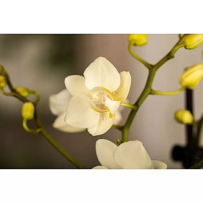 Piardino Schmetterlingsorchidee - Phalaenopsis Midi, Topfgröße: 9 cm, Rosa/Weiß/Hellgelb/Dunkelrot/Pink, Aufrecht - Nahaufnahme einer weißen Orchideenblüte mit gelben und violetten Akzenten, umgeben von grünen Stielen und ungeöffneten gelben Knospen.