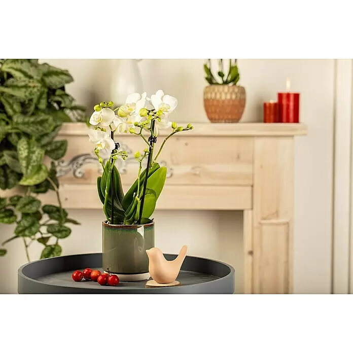 Piardino Schmetterlingsorchidee - Phalaenopsis Midi, Topfgröße: 9 cm, Rosa/Weiß/Hellgelb/Dunkelrot/Pink, Aufrecht - Weiße Orchidee im grünen Keramiktopf auf einem grauen Tablett, dekoriert mit roten Beeren und einem Keramikvogel.