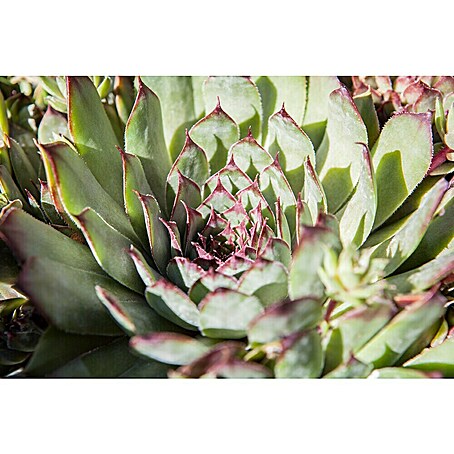 Piardino Suculentas (Succulenten, Tamaño de maceta: 8 cm)