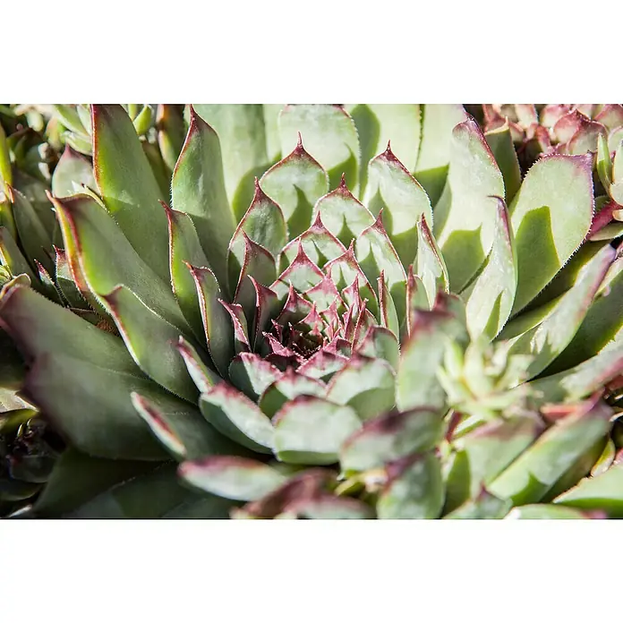 Piardino Suculentas - Succulenten, Tamaño de maceta: 8 cm - Primer plano de una planta suculenta verde siempreviva con puntas rojas, formando una roseta e iluminada por el sol.