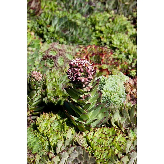 Piardino Suculentas - Succulenten, Tamaño de maceta: 8 cm - Primer plano de una planta de siempreviva floreciendo con una roseta de hojas verdes y una floración con flores rosas.