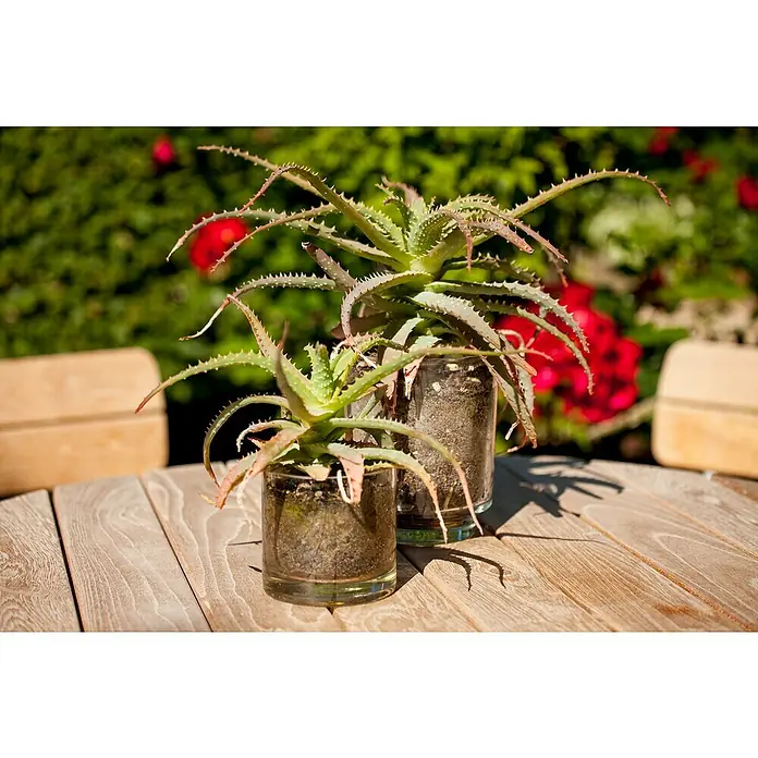Piardino Suculentas - Succulenten, Tamaño de maceta: 8 cm - Primer plano de dos plantas de aloe vera en recipientes de vidrio sobre una mesa de madera al aire libre, con crecimiento rojo al fondo.