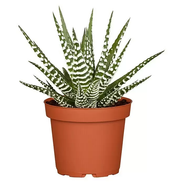 Piardino SukkulentenHaworthia fasciata 'Concolor', Topfgröße: 9 cm