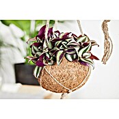 Piardino Zebrakraut (Tradescantia zebrina, Topfgröße: 15 cm, Grün-Weiß) | BAUHAUS