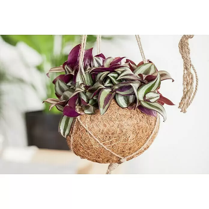 Piardino ZebrakrautTradescantia zebrina, Topfgröße: 15 cm, Grün-Weiß