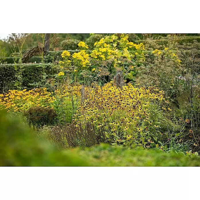 Piardino Staude "Gelber Staudengarten" - Stauden in Arten & Sorten, Topfgröße: 9 cm - Üppiger Garten mit vielen gelben Blumen, grünem Laub und getrockneten Pflanzen.