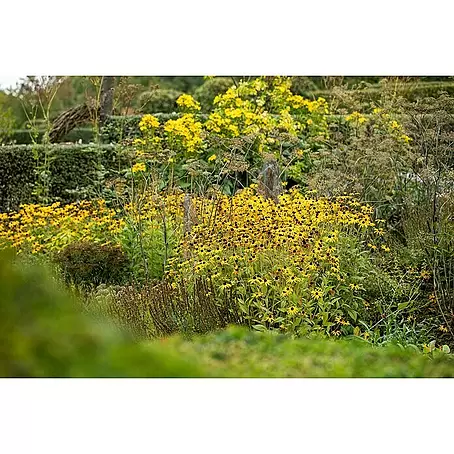 Piardino  Staude "Gelber Staudengarten"