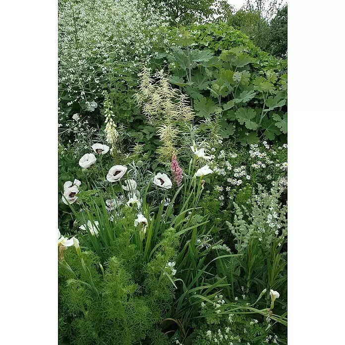 Piardino Staude "Weißer Staudengarten" - Stauden in Arten & Sorten, Topfgröße: 9 cm - Eine üppige Gartenszene mit vielfältigen grünen Pflanzen und weißen, cremefarbenen und rosa Blüten, darunter Mohn, Iris und Astilbe.