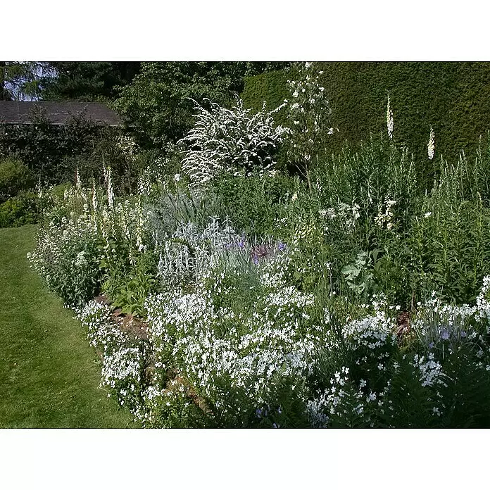Piardino Staude "Weißer Staudengarten" - Stauden in Arten & Sorten, Topfgröße: 9 cm - Ein lebendiges Blumenbeet mit weißen und cremefarbenen Blüten, hohen Fingerhüten, neben grünem Rasen und dunkler Hecke.