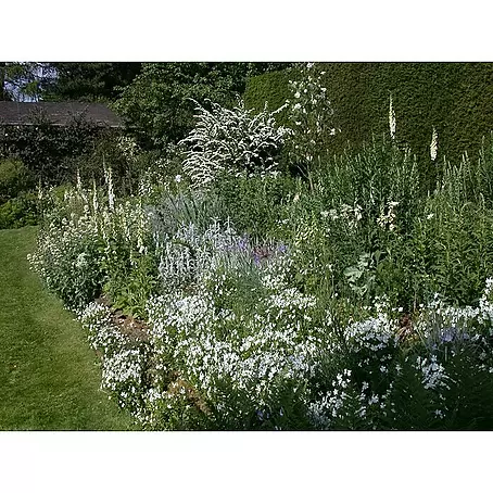 Piardino  Staude "Weißer Staudengarten"