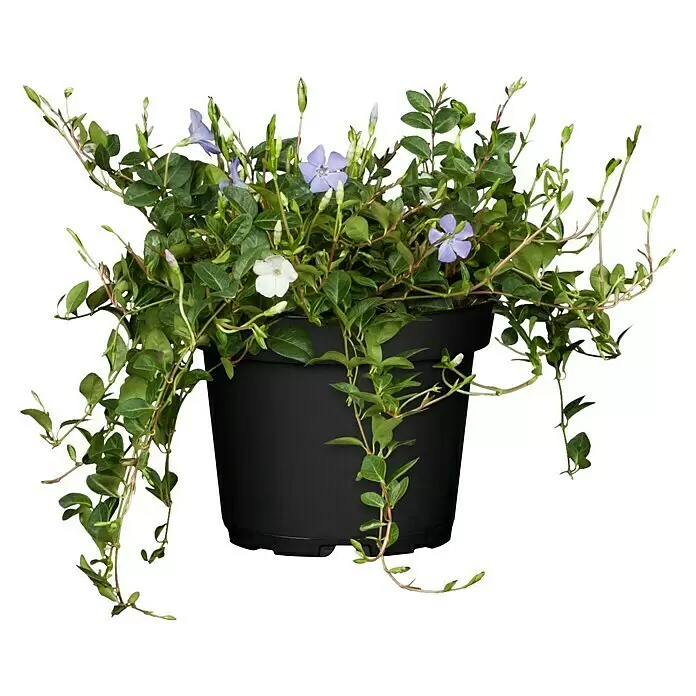 Piardino Kleinblättriges Immergrün - Vinca minor 'Tricolour', Topfgröße: 19 cm, Mehrfarbig - Vorderansicht