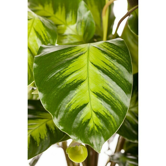Piardino Korbmarante (Calathea hybride, Topfgröße: 17 cm) | BAUHAUS