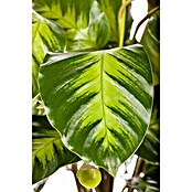 Piardino Korbmarante (Calathea hybride, Topfgröße: 17 cm) | BAUHAUS