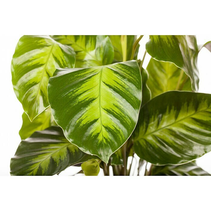 Piardino Korbmarante (Calathea hybride, Topfgröße: 17 cm) | BAUHAUS