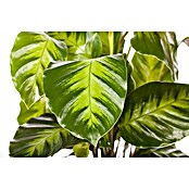 Piardino Korbmarante (Calathea hybride, Topfgröße: 17 cm) | BAUHAUS